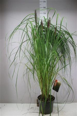 Pennisetum Alop • črepník 26 cm