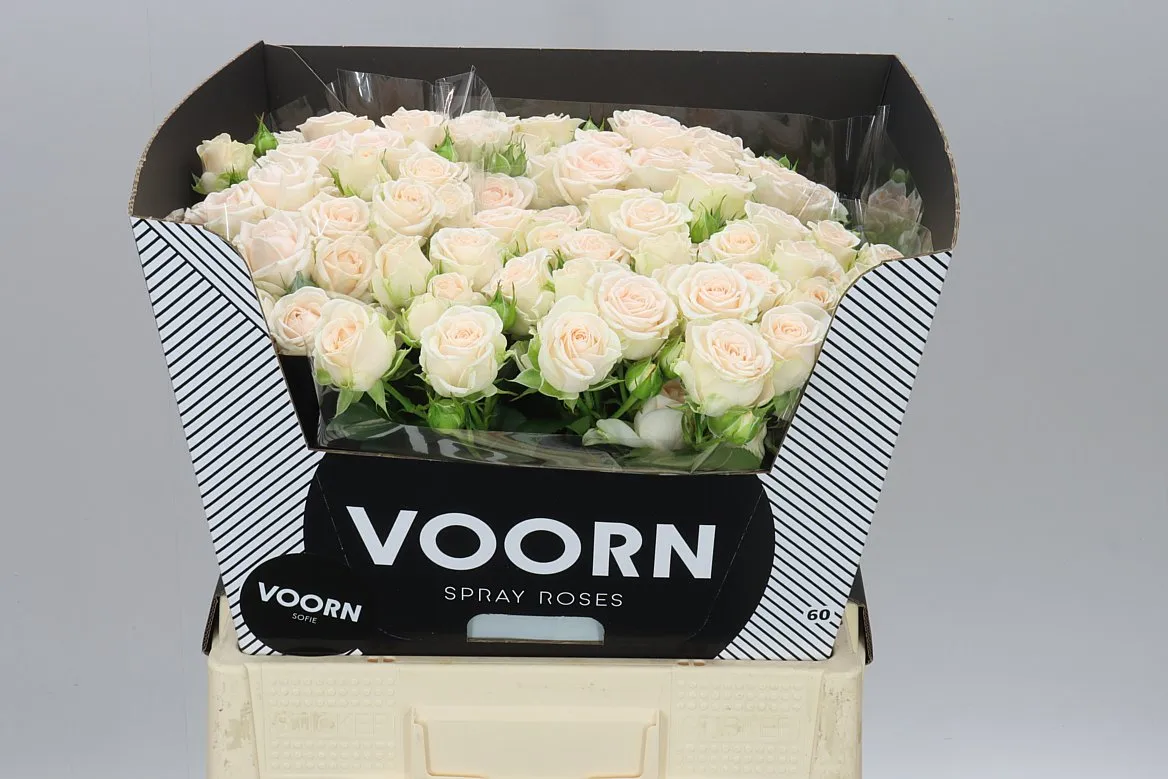 Rosa Tr Sofie • 60 cm