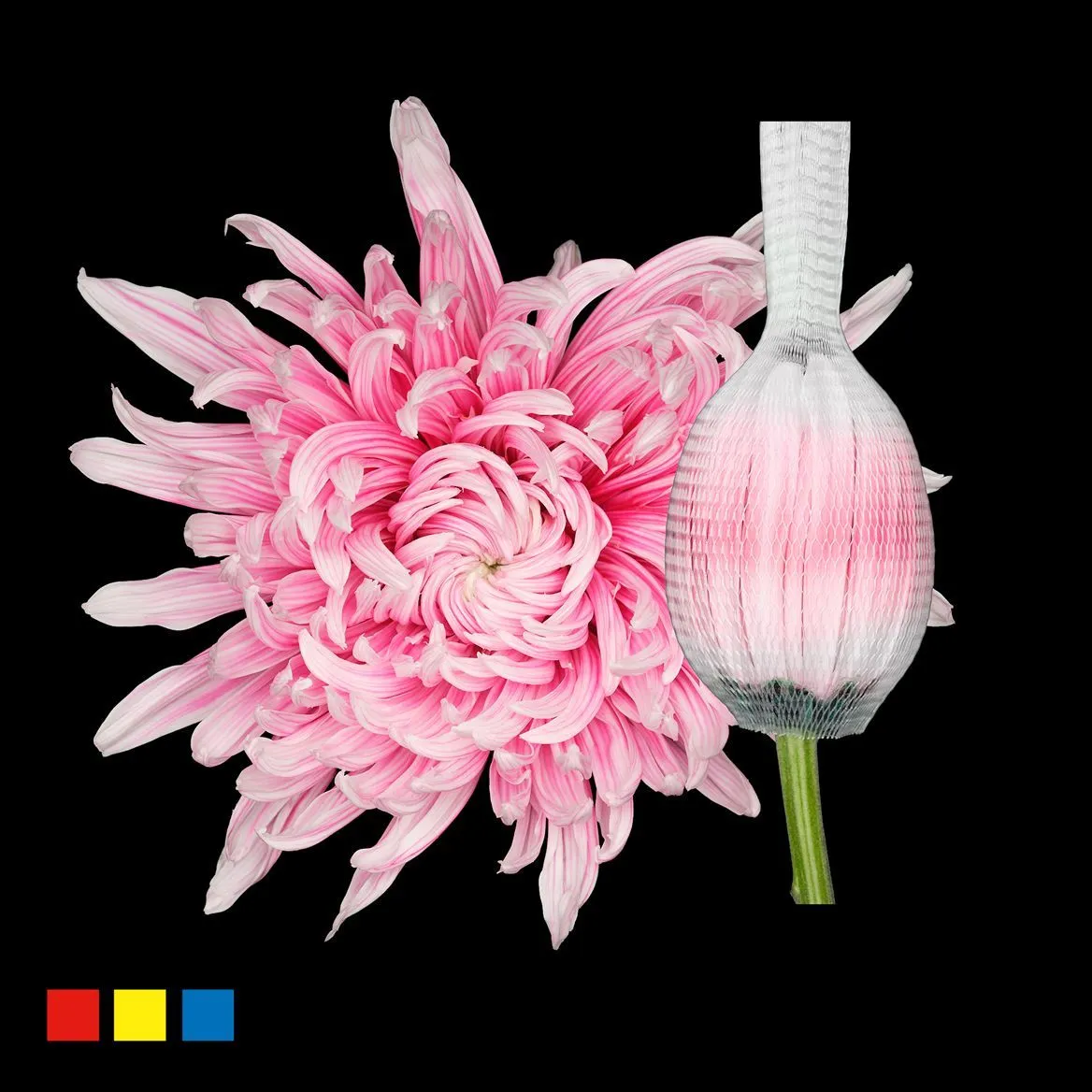 Chryzantéma veľkokvetá Stravina Red Striped • 70 cm