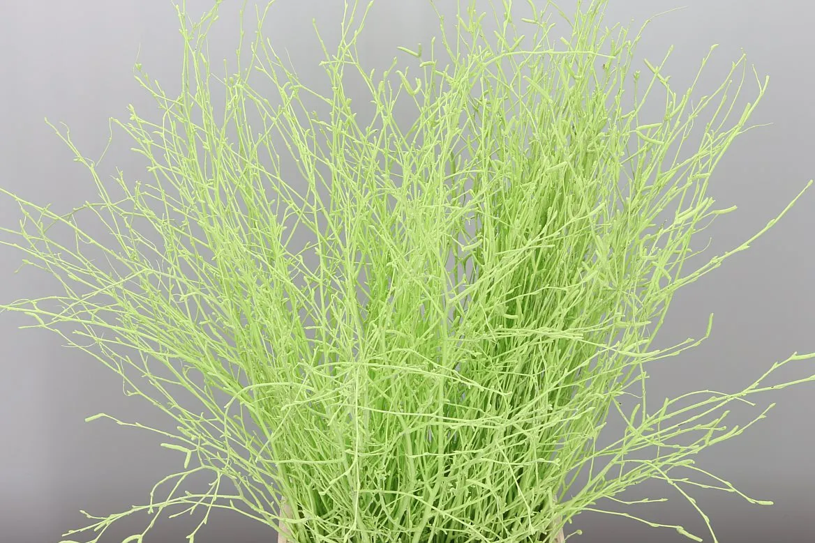 Breza Mint • 70 cm