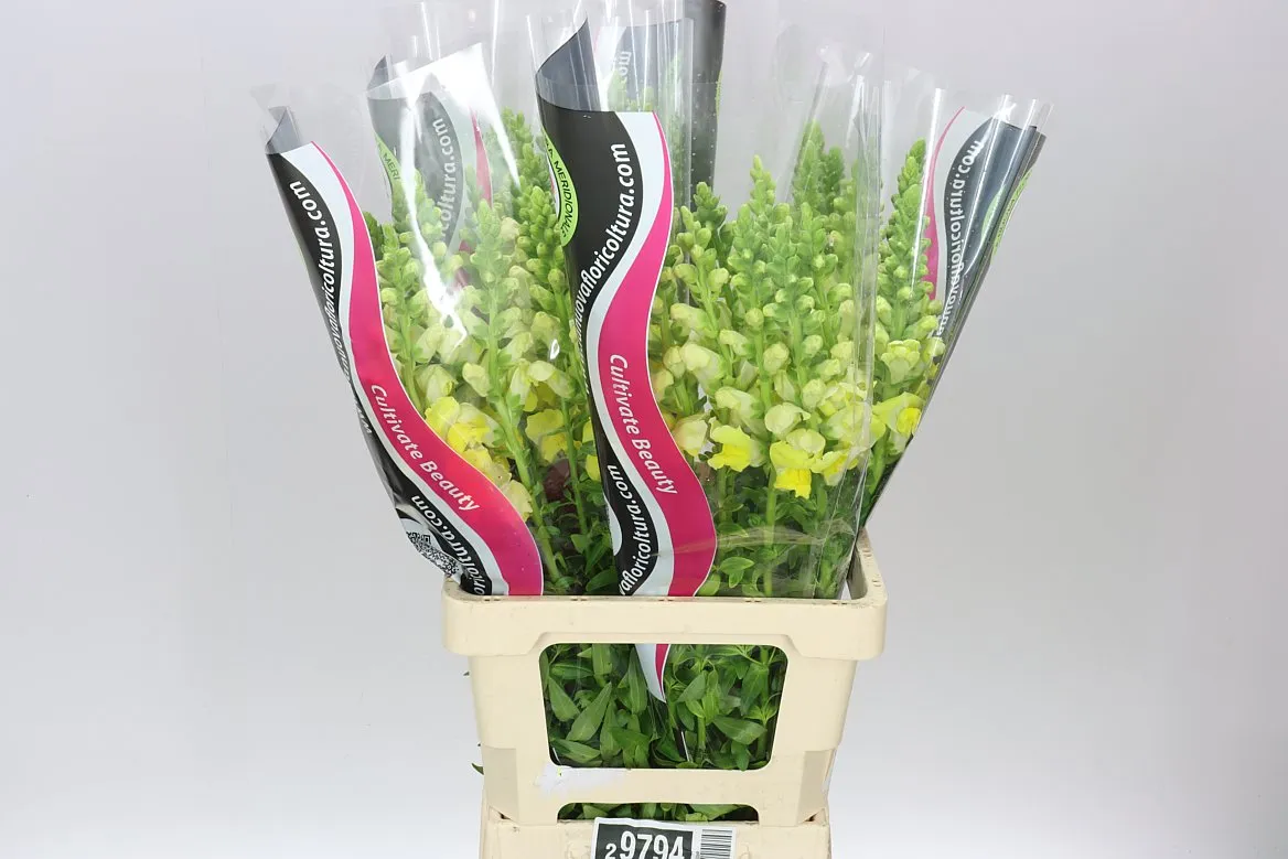 Antirrhinum Yellow It • 70 cm