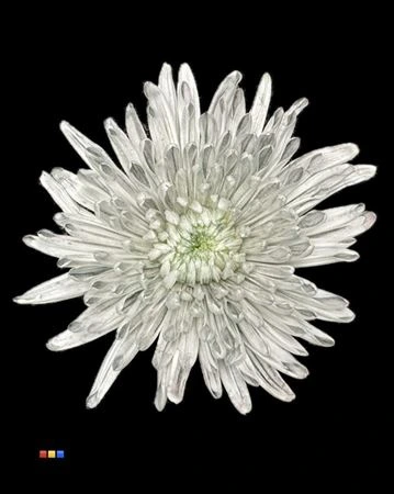 Chryzantéma veľkokvetá Topspin Dusty Grey • 70 cm