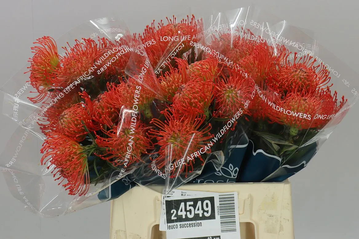 Leucospermum Succession • 40 cm