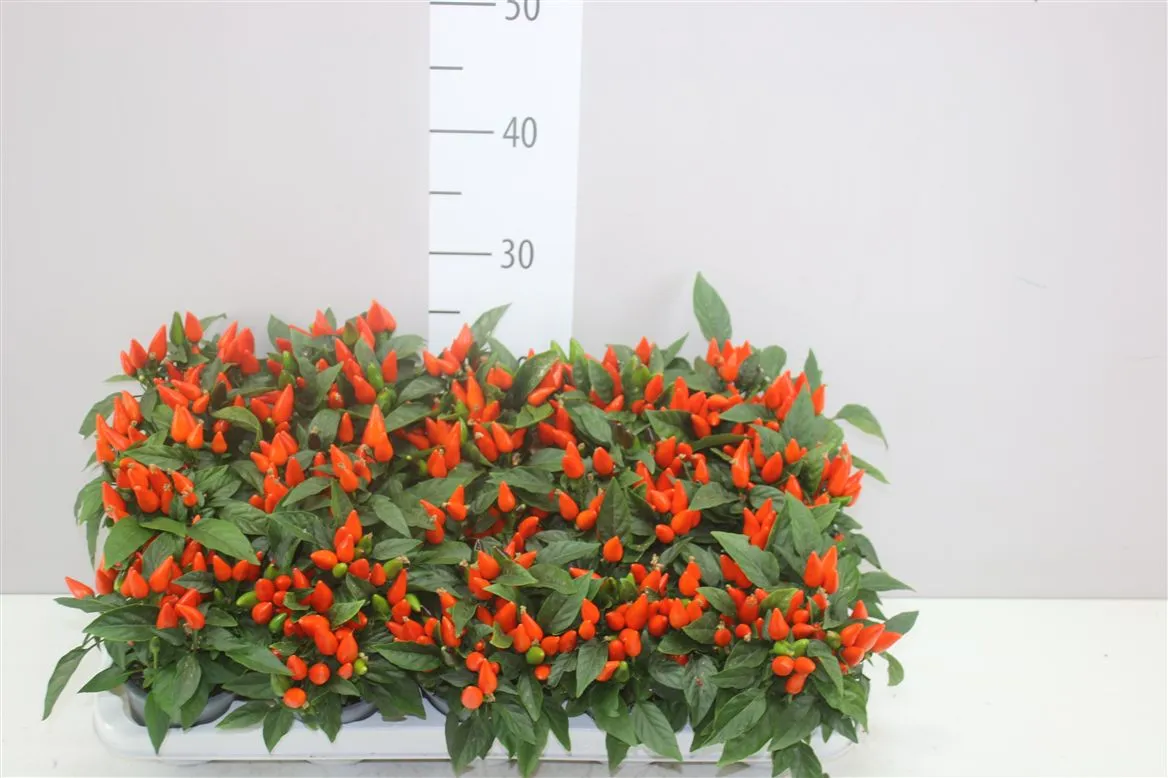 Okrasná paprika An oranžová • črepník 10,5 cm