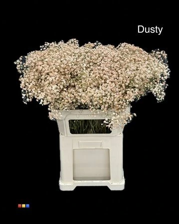 Gypsofila Xlence Dusty Latte • 80 cm