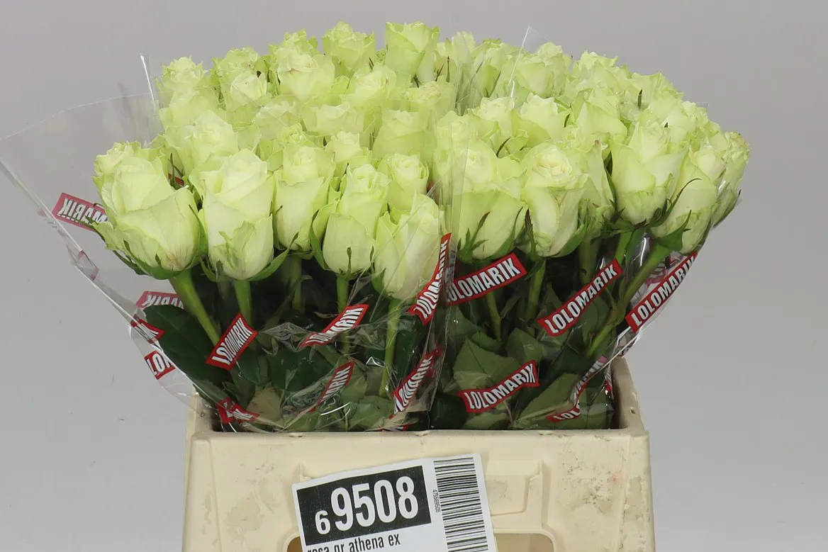 Rosa Gr Athena • 40 cm