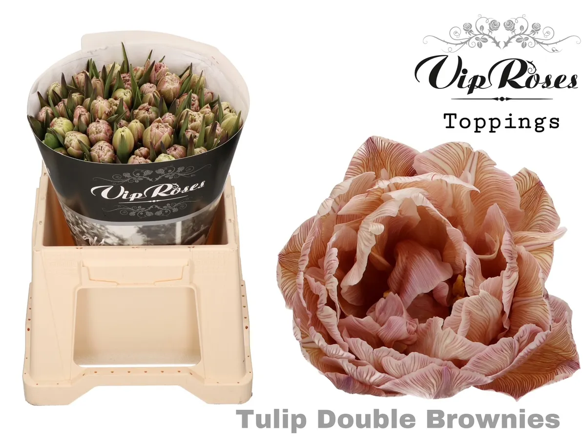 Tu Du Double Brownies • 38 cm