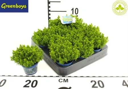 Hebe Green Globy Baby mix • črepník 6 cm