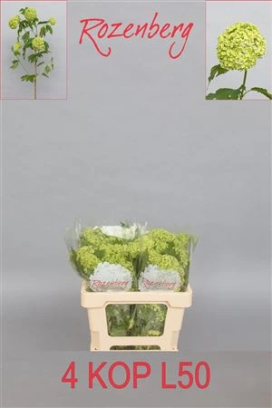 Viburnum Roseum Ex • 50 cm