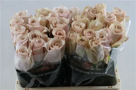 Rosa Gr Ec Quick Sand • 50 cm
