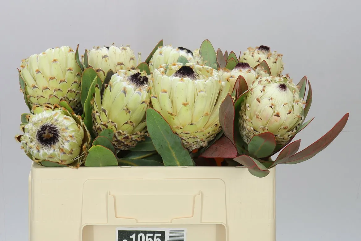 Protea Barbigera Ice Queen • 50 cm