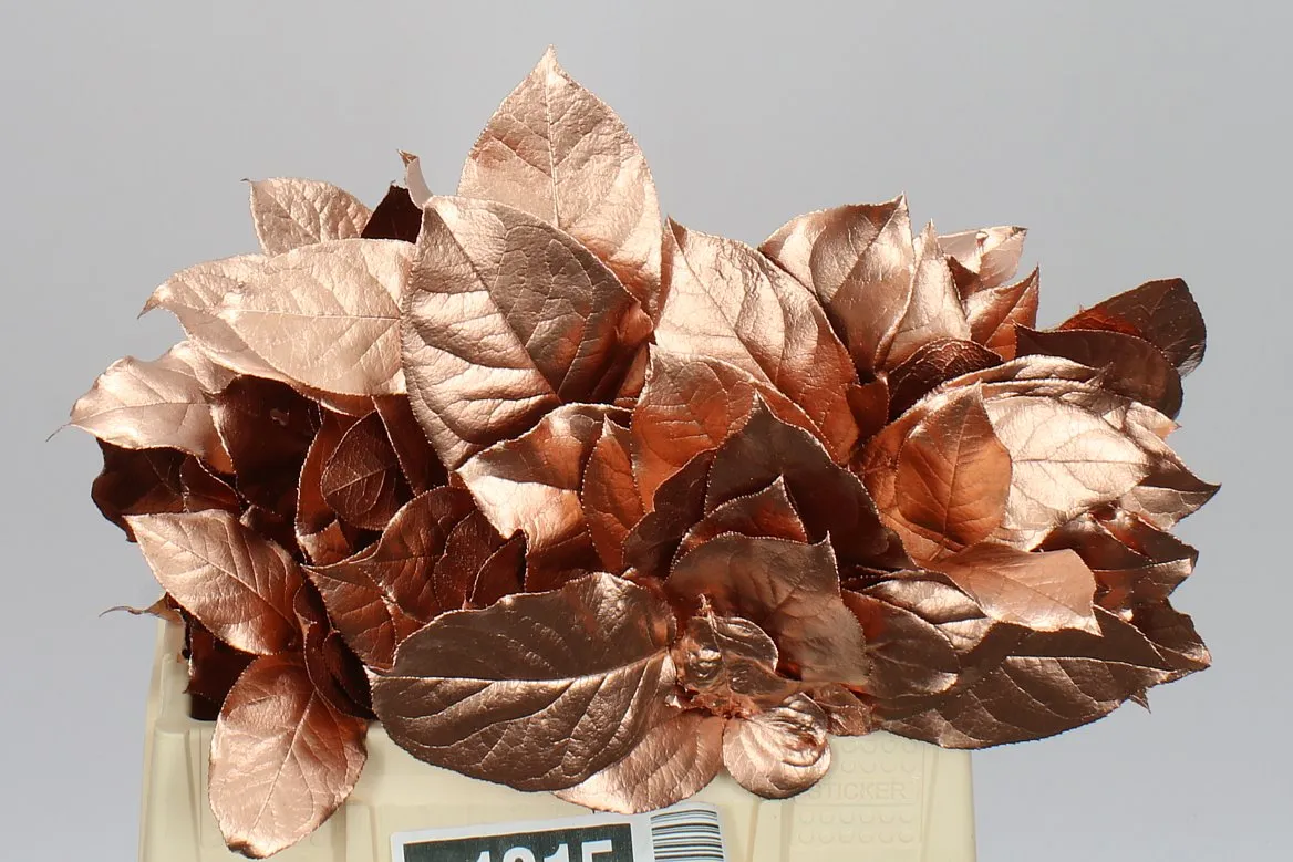 Salal Tips Copper • 45 cm