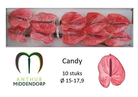 Antúrium Candy