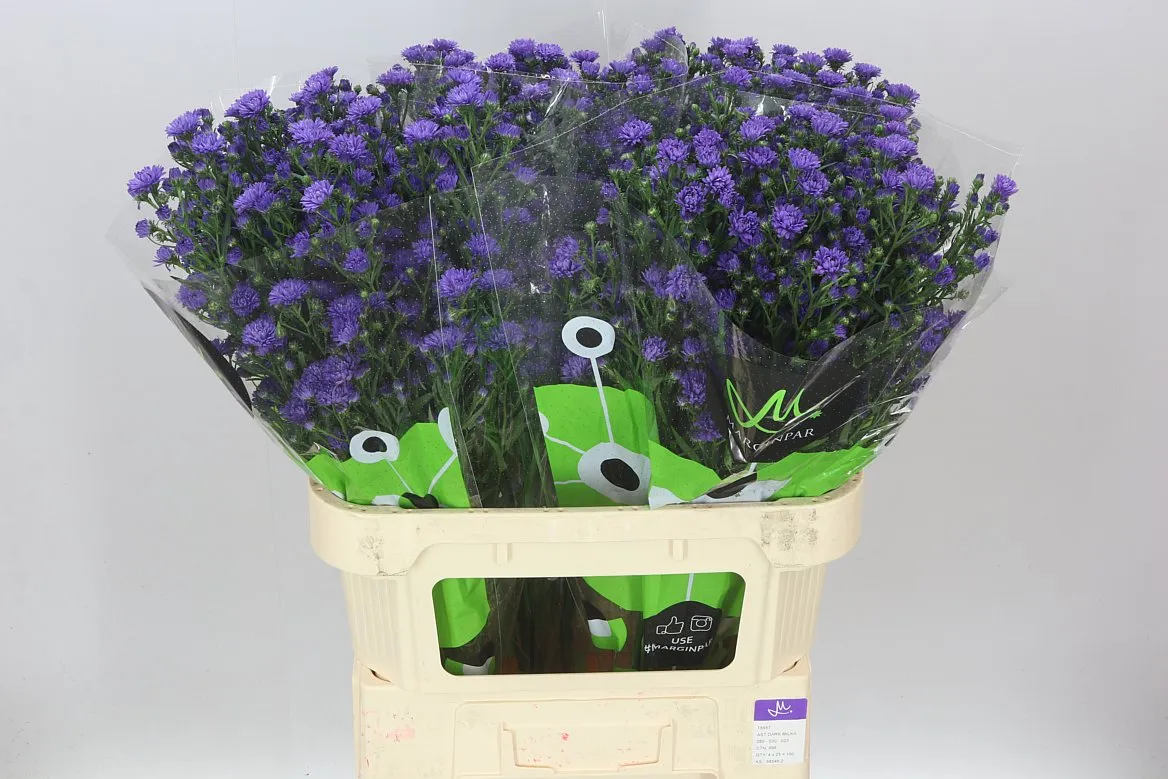 Aster Astee Dark Milka • 80 cm