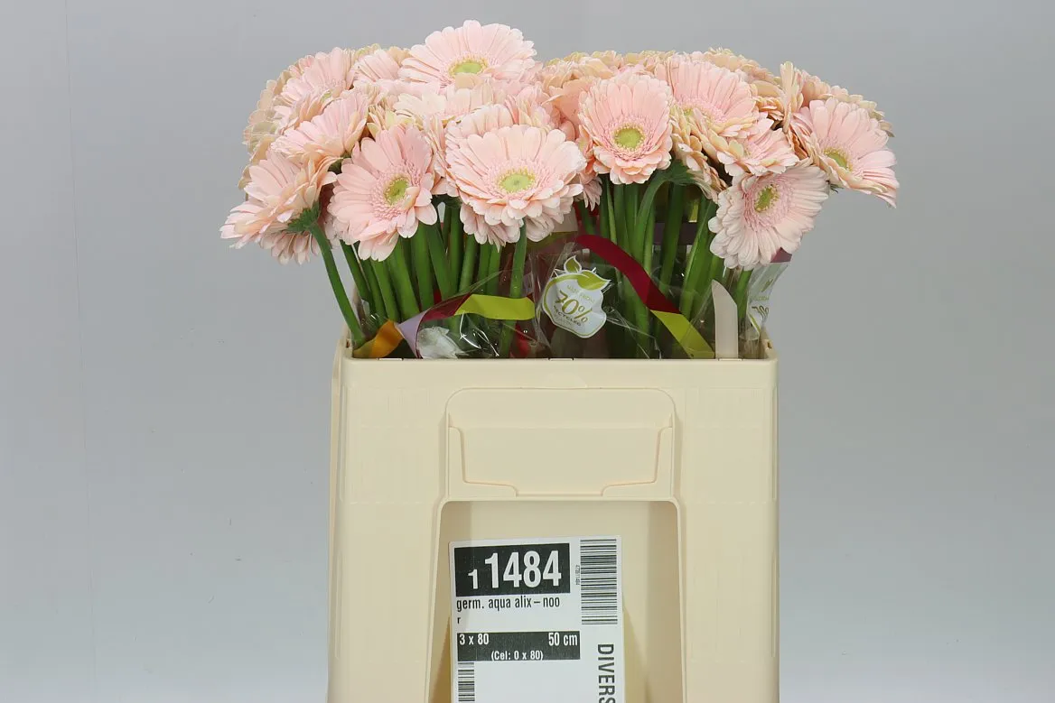 Germini Aqua Alix Noor • 50 cm