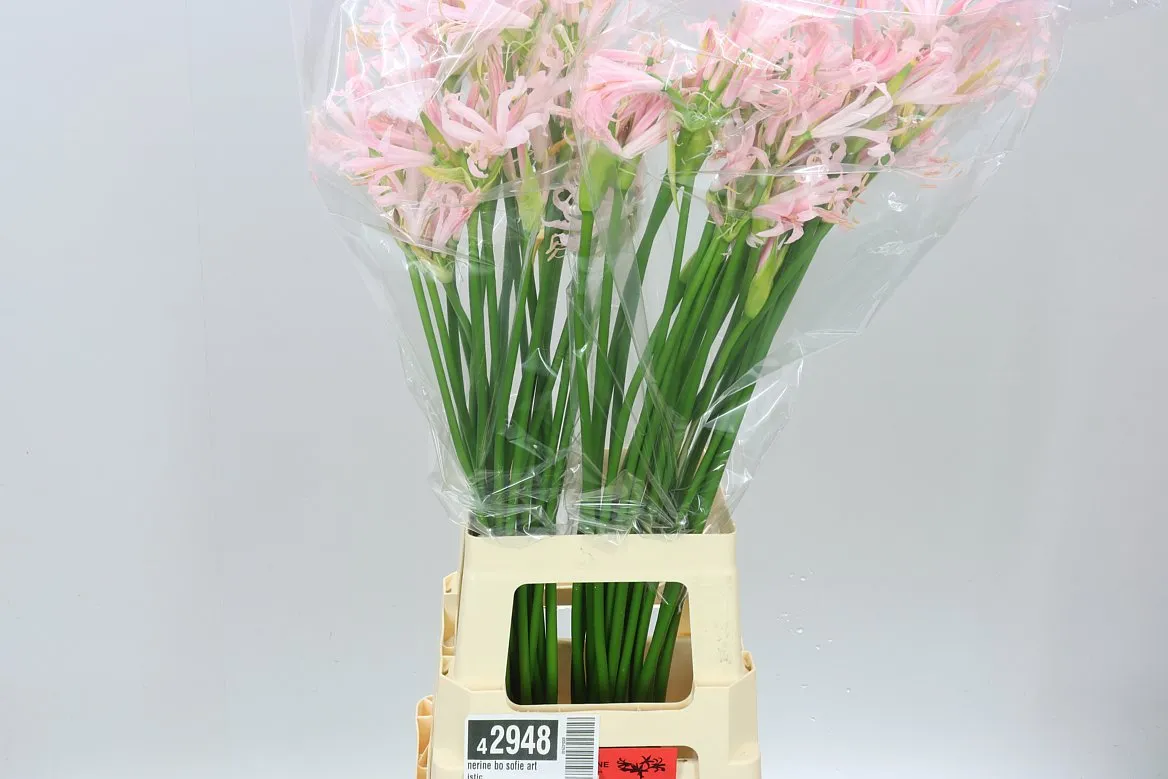 Nerine Bo Sofie Artistic • 70 cm
