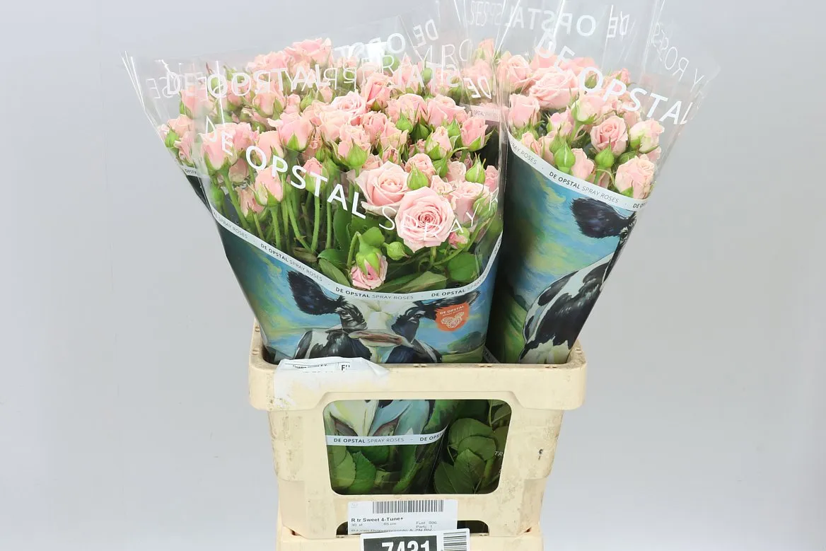 Rosa Tr Sweet 4-tune+ • 65 cm