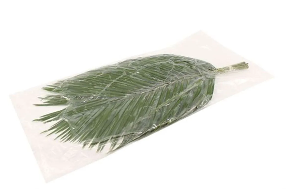 Phoenix Vacuum L6 • 60 cm