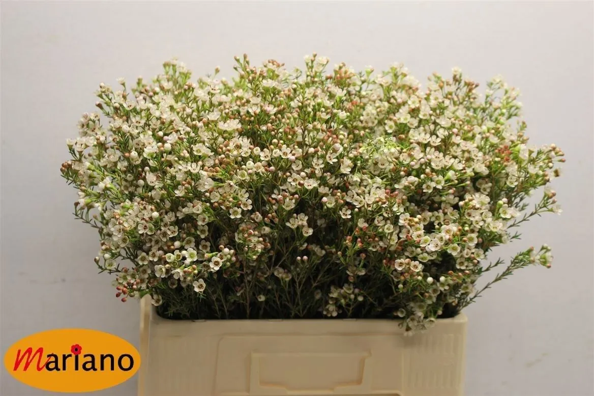 Voskovka Blondie • 60 cm