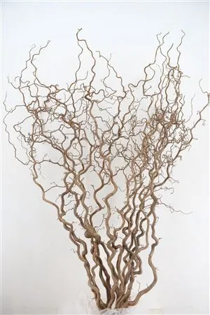 Corylus • 160 cm