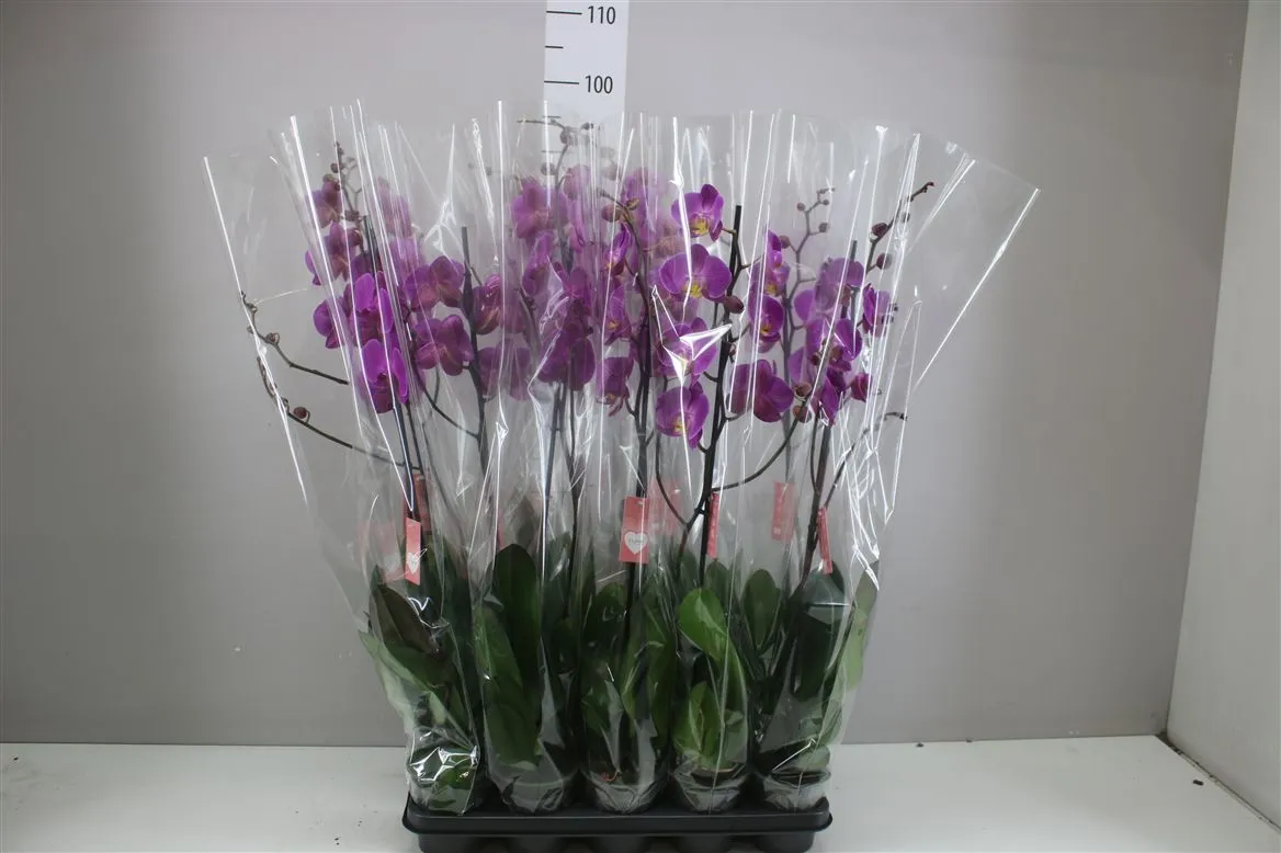 Phal Paars 1 Tak • črepník 12 cm