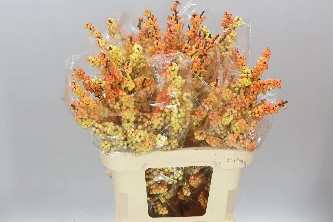 Ilex Julia Victora • 80 cm