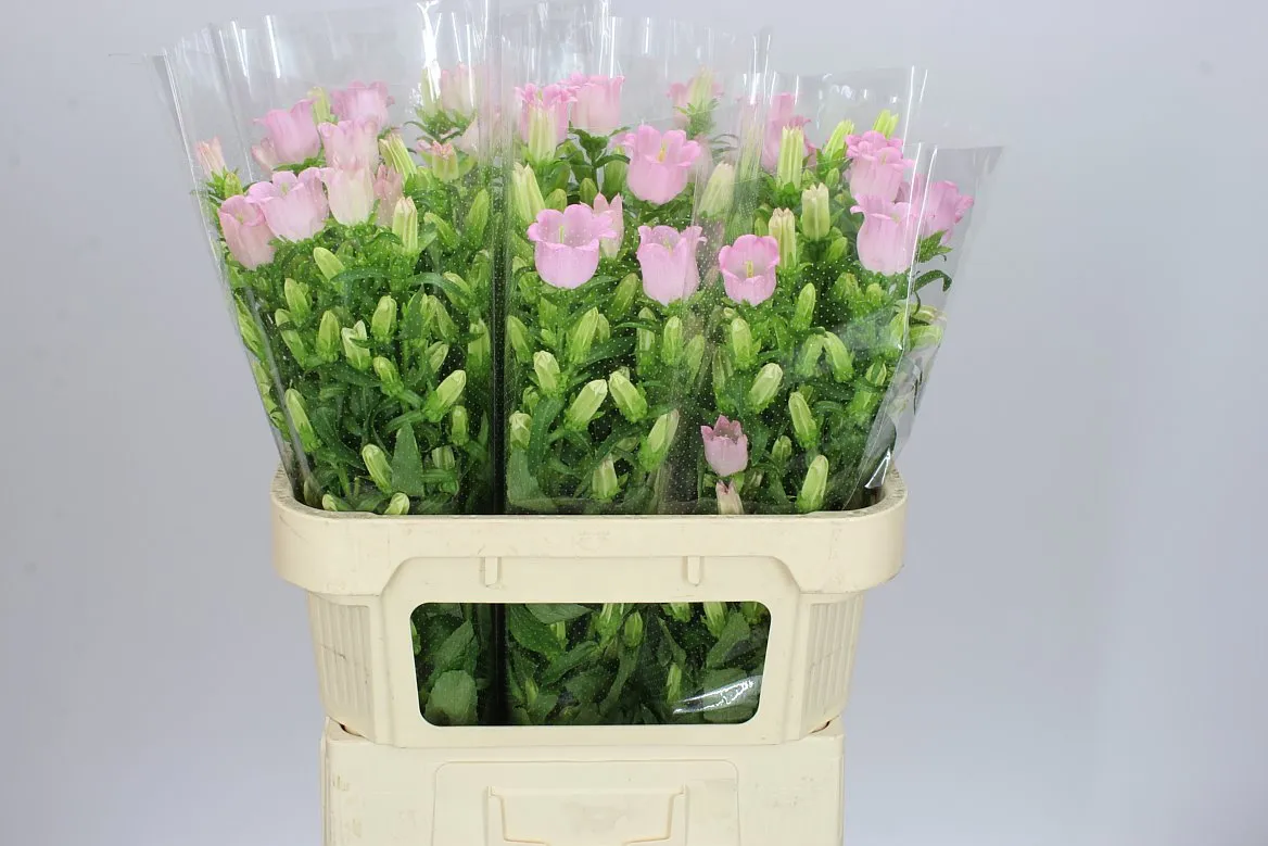 Campanula Champ Pink • 70 cm