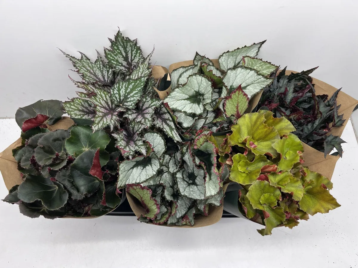Begónia Jungle Wonders-mix • črepník 14 cm