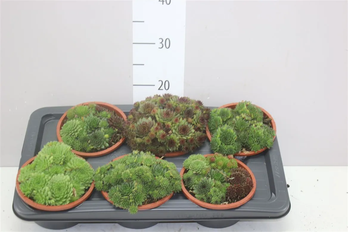 Sempervivum Gemengd • črepník 16 cm