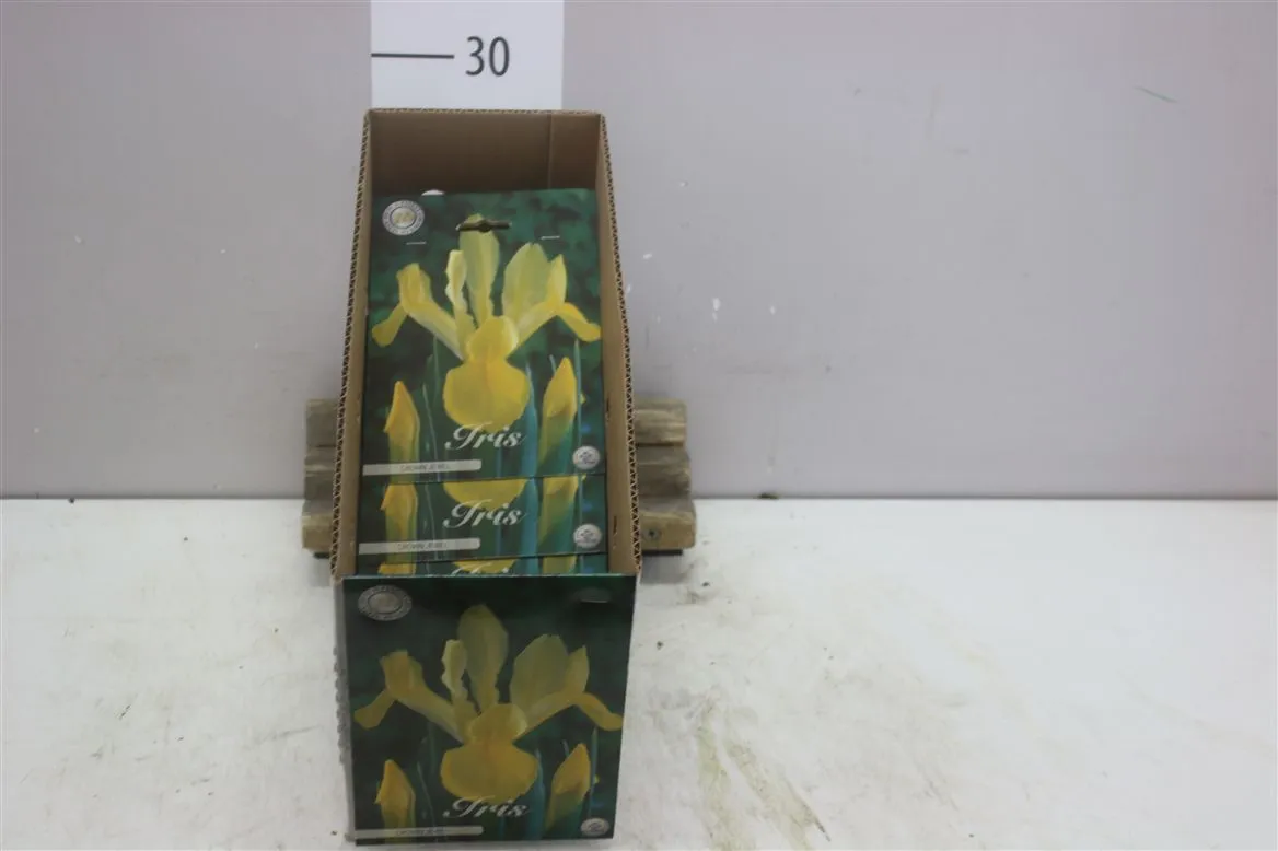 Bol Iris Hollandica Crown Jewel X15
