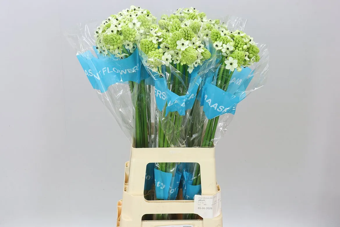 Ornithogalum Saundersiae • 70 cm