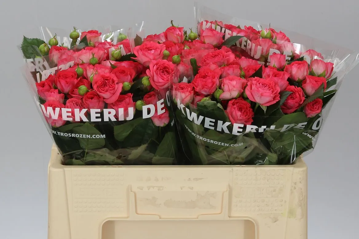 Rosa Tr Apricio • 50 cm