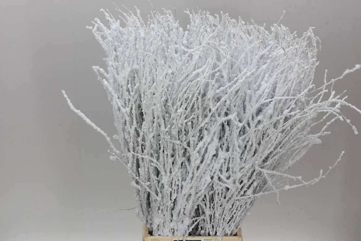 Breza Snow • 70 cm
