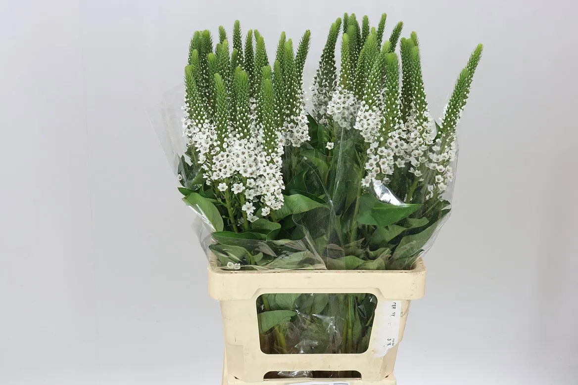 Lysimachia Clethroides • 70 cm