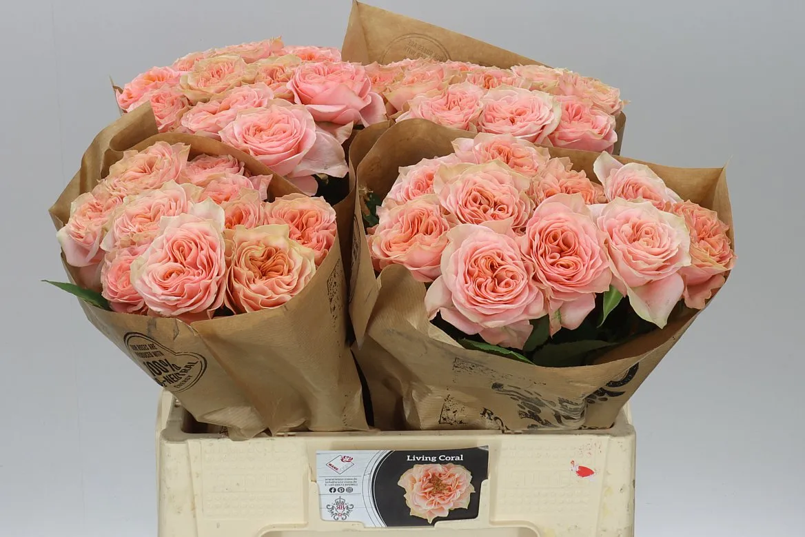 Rosa Gar Living Coral • 60 cm