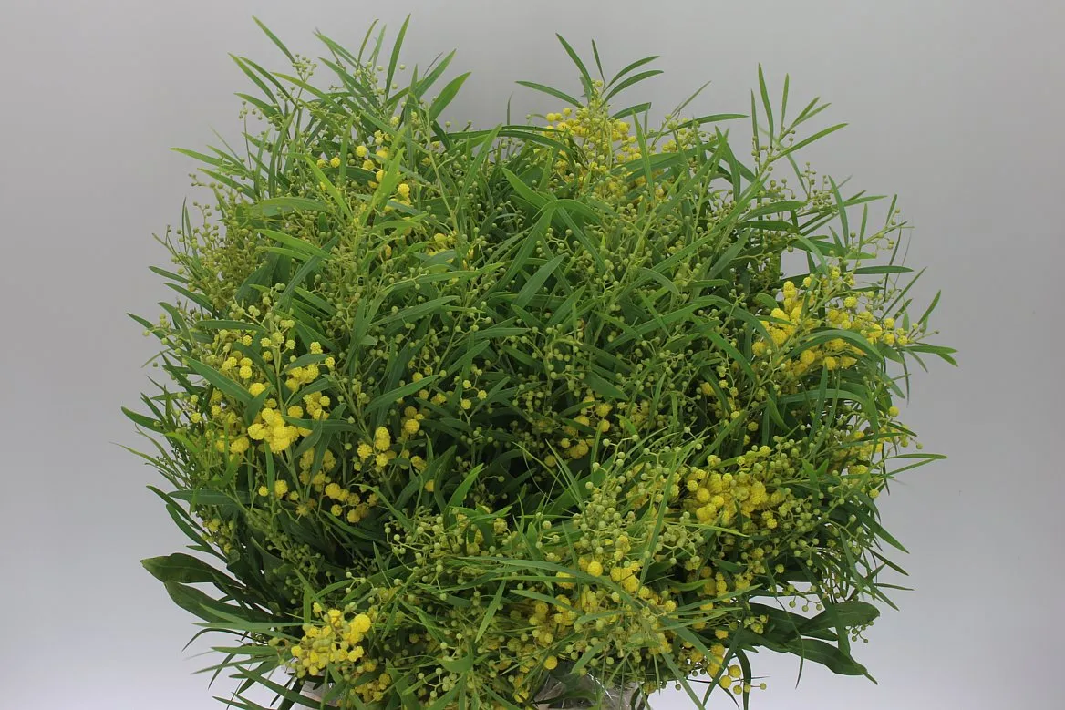 Mimosa Floribunda • 60 cm