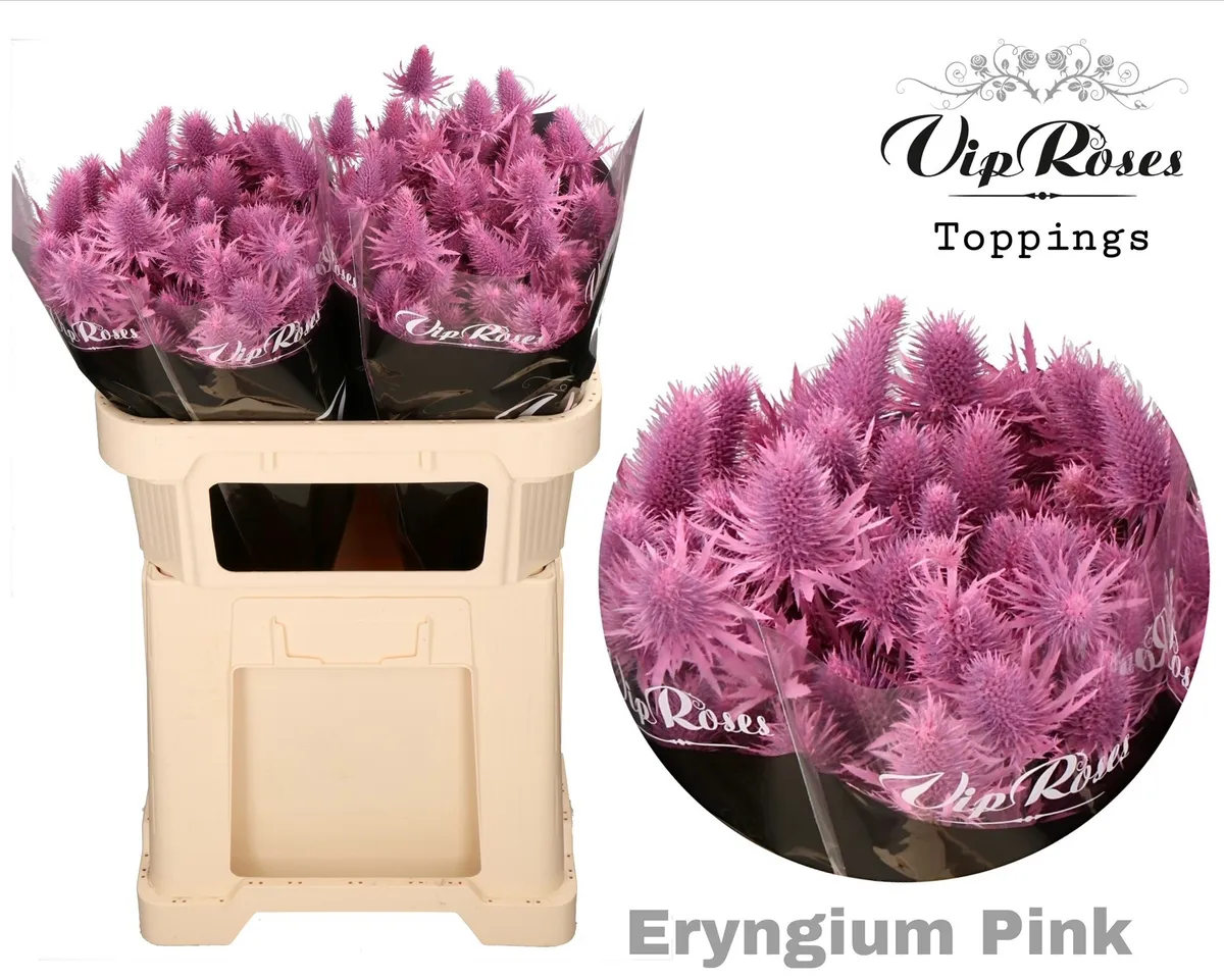 Eryngium Supernova Pink 60cm • 60 cm