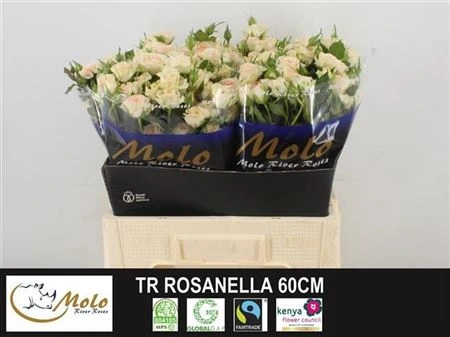 Ruža trsová Rosanella • 40 cm