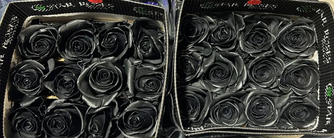 Ruža farbená Black, Ekvádor • 50 cm