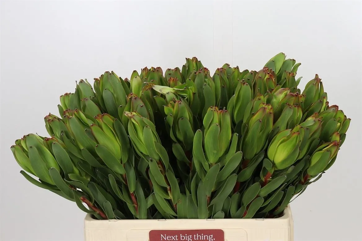 Leucadendron Laurel Yellow • 60 cm