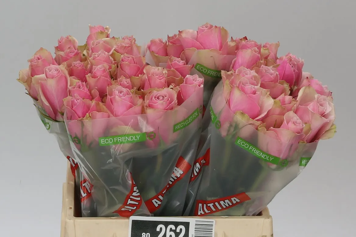 Ruža Athena Royale • 40 cm