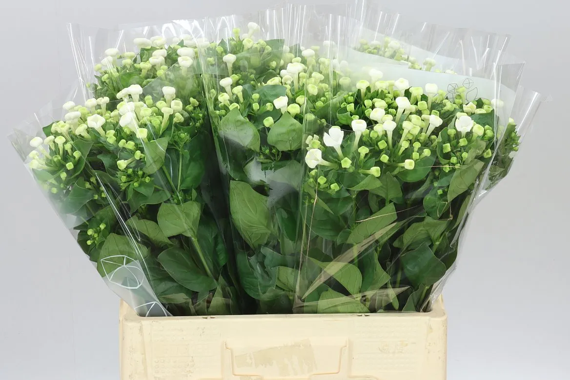 Bouv En White Sensation • 60 cm
