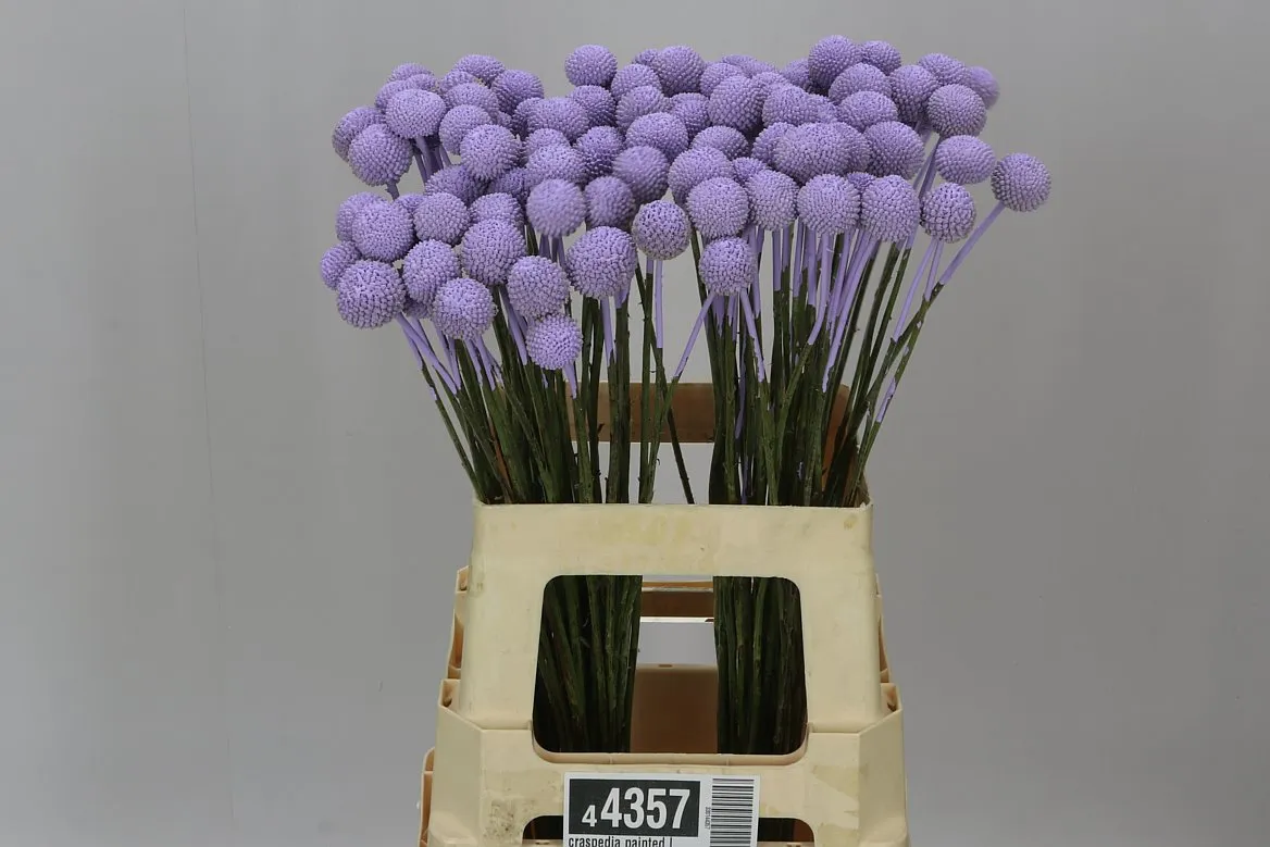 Craspedia farbená Lilac Pale • 60 cm
