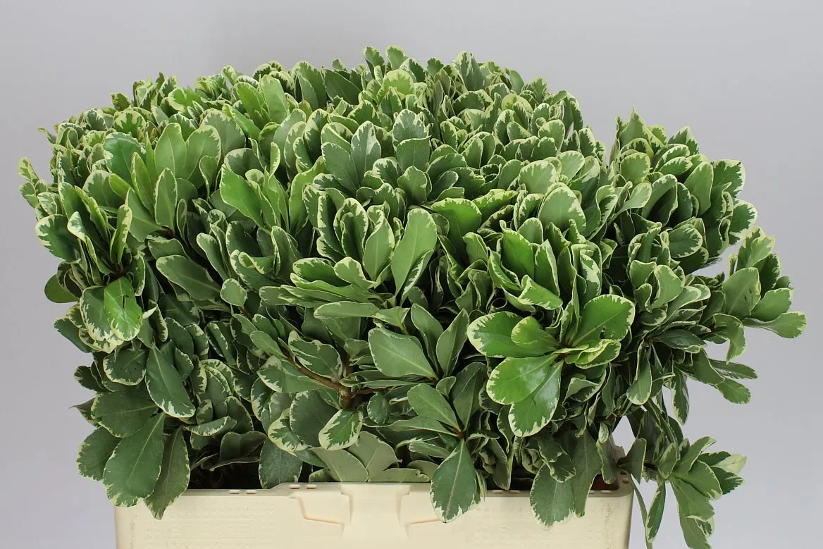 Pittosporum Ilan • 60 cm
