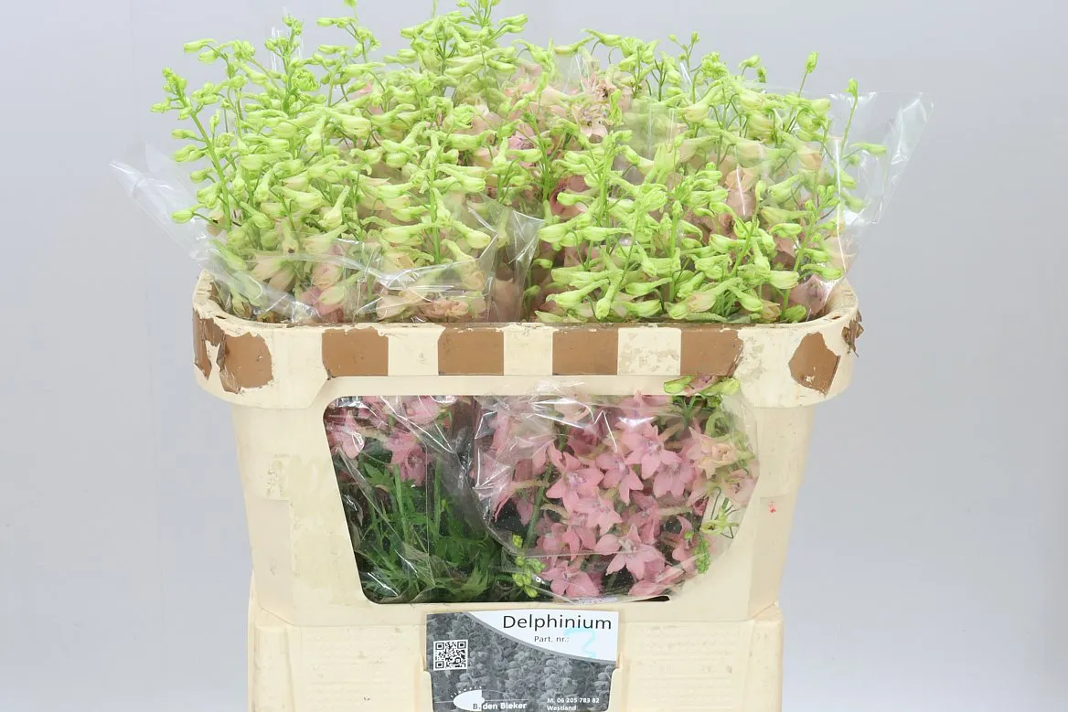 Delph En Pink Sensation • 70 cm