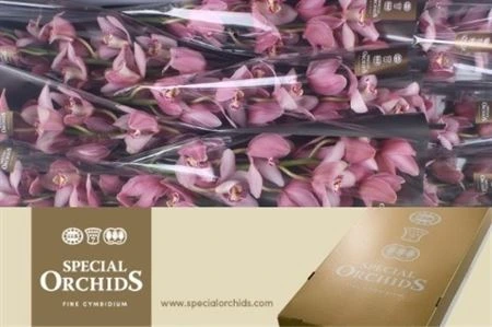 Orchidea Cymbidium Cocktail, celá stonka • 60 cm
