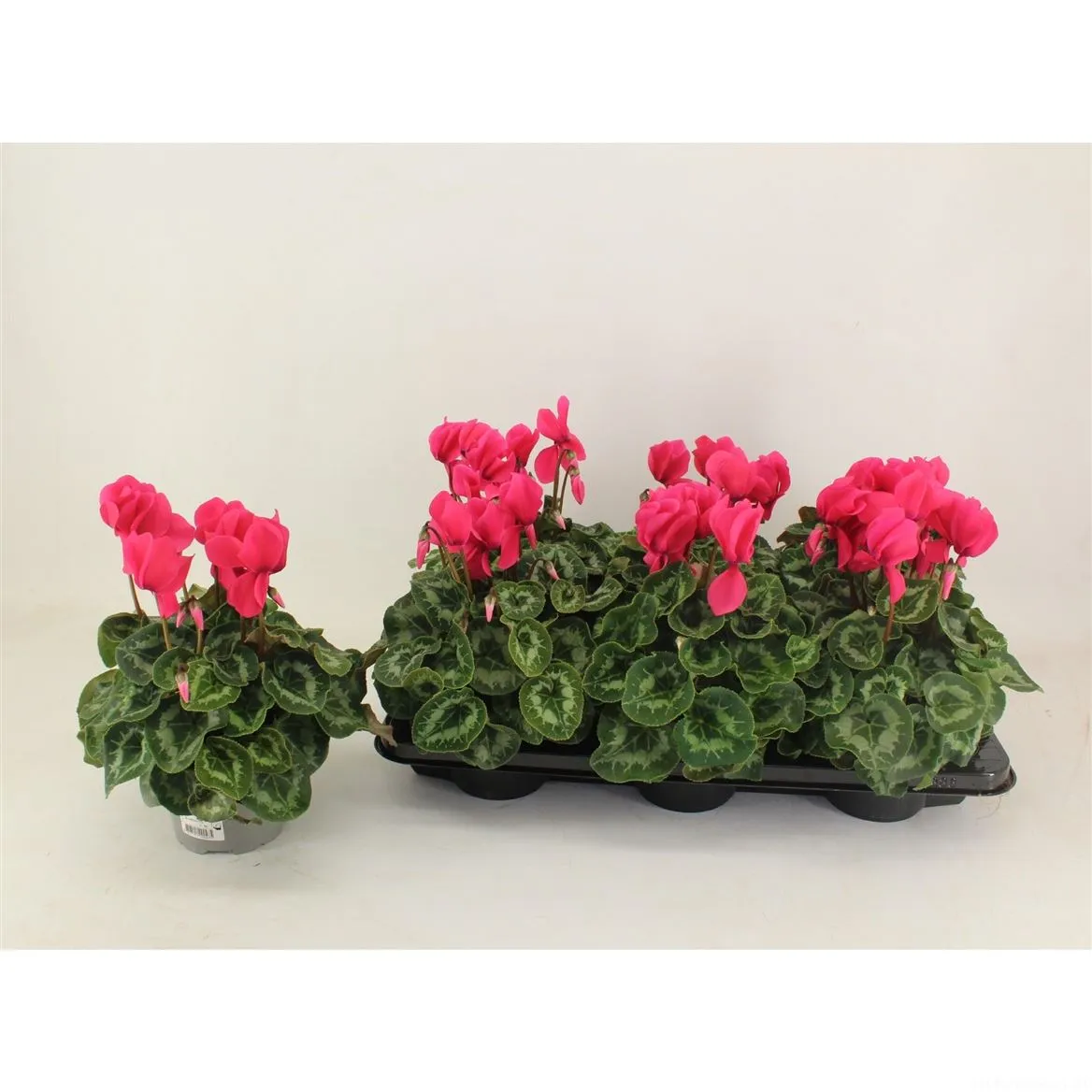 Cyclamen Gr Halios Hot Pink • črepník 13 cm
