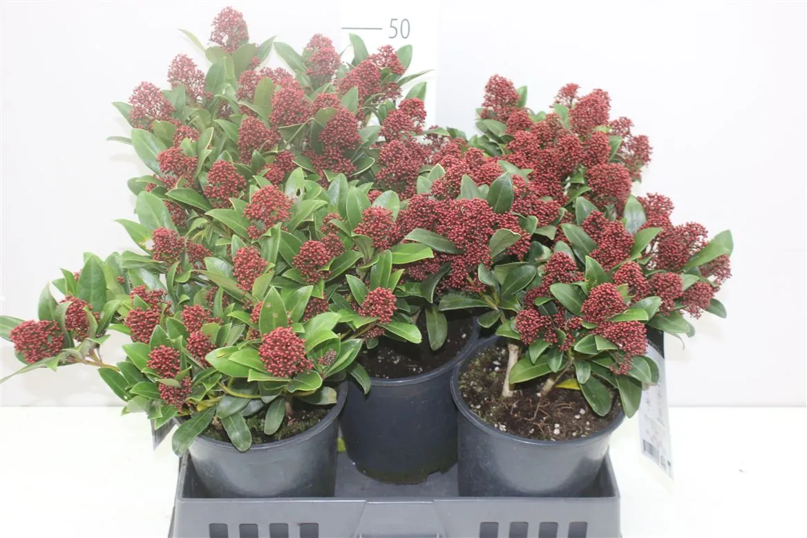 Skimmia Rubella 15+ • črepník 19 cm