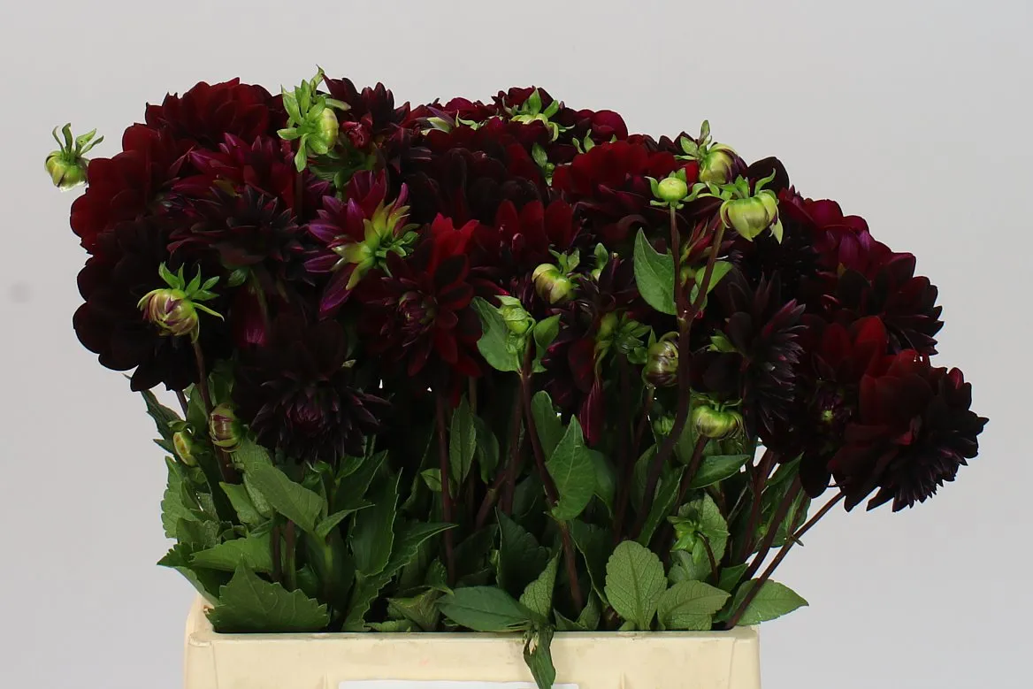 Dahlia Arabian Night • 44 cm