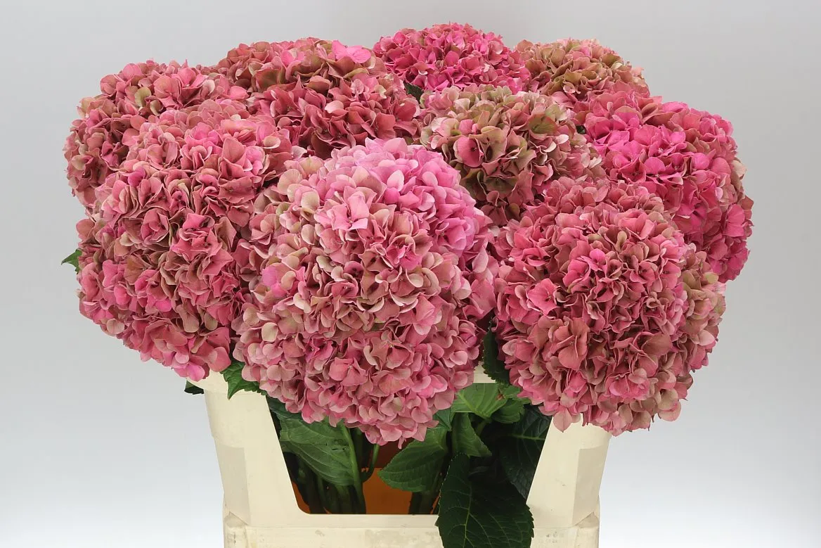 Hyd Glow Alps Classic Pink • 75 cm